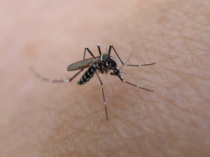 The Aedes Aegypti mosquito is a vector of transmission for a number of diseases, including the Zika virus.