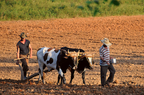 Traditional Cuban farming